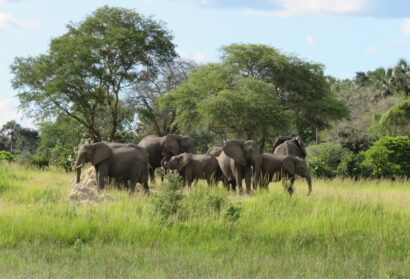 Western Tanzania Adventures. Katavi and Mahale