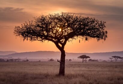 3 Days safari from Zanzibar to Serengeti,