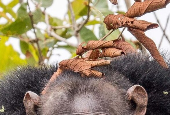   Gombe National Parks