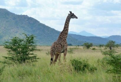 Mkomazi National Park in northern park of Tanzania